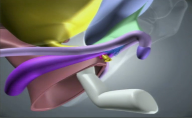 Capture d'écran d'une modélisation 3D du clitoris avec pénétration d'un doigts