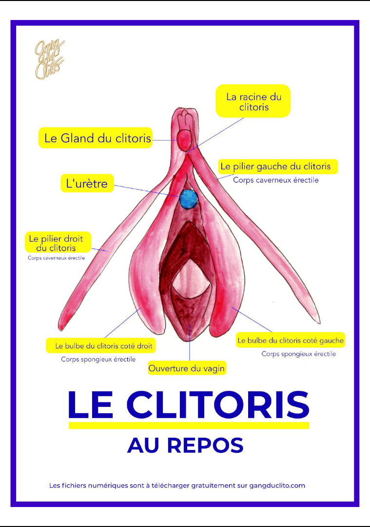 Le clitoris au repos